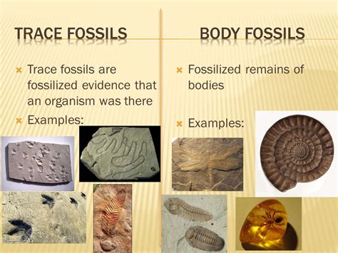 body fossils vs trace fossil.